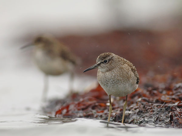 Liro, Wood Sandpiper, Tringa glareola